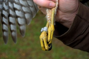 Banded sharp-shinned hawk       