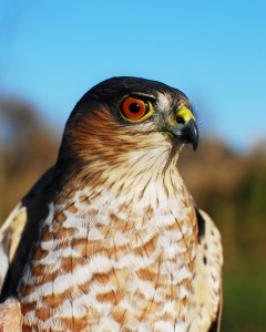 Adult sharp-shinned hawk       