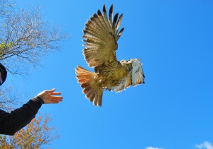 Red-tailed hawk release       